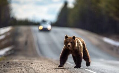 Russia-s growing bear population: What you need to know